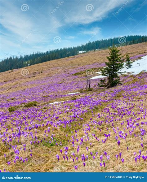 Purple Crocus Flowers On Spring Mountain Stock Photo Image Of Grass
