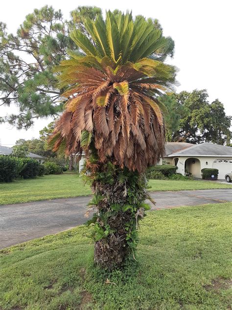 Madsnapper Palm Tree On Nature Friday