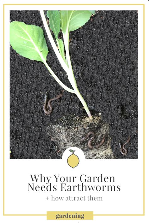 Why Your Garden Needs Earthworms How To Attract Them Eat Play And Grow