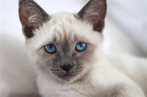 Pics For Blue Seal Point Cat Siamese Kittens Cats
