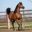 Meet Purebred Arabian Horse Mr Mreekhe  The Curated Equestrian