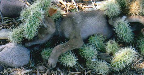 Walking through desert terrain presents a particular set of challenges not found in other landscapes. Woman Saves 'Puppy' Dog Covered In Cactus, Removes it And ...