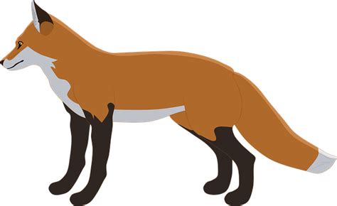 Dhole Png Hd Png Mart