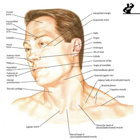 Anatomy Of Human Head And Neck Atlas Interior Exterior Human Body