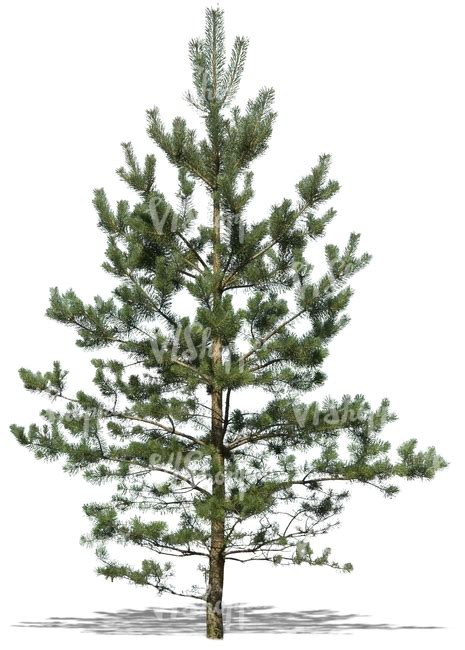 Cut Out Young Pine Tree Cut Out Trees And Plants Vishopper