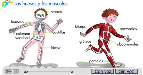 Locos Por La Educación Física Músculos Y Huesos