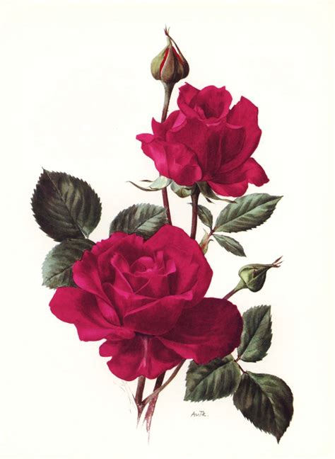 See more ideas about botanical drawings, drawings, digital flowers. Rose Botanical Art (Vintage New York Print, Red Home Decor ...