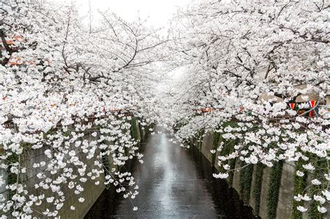 The image is available for download in high resolution quality up to 3279x4919. 5 Best Cherry Blossom Festivals in Tokyo 2020 - Japan Web ...
