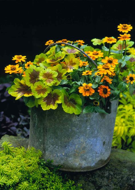 Top Annual Plant Combinations Better Homes And Gardens