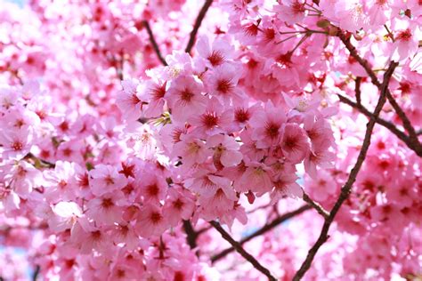 A Tale Of Sakura Tiptoeingworld