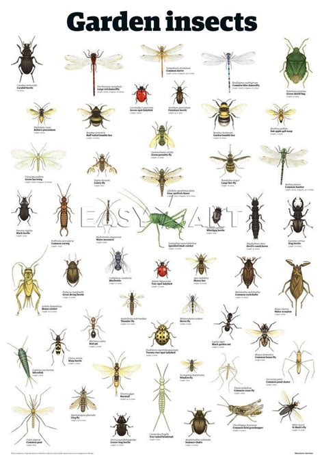 See more ideas about tiny house living, house design, small house. The 25+ best Bug identification ideas on Pinterest ...