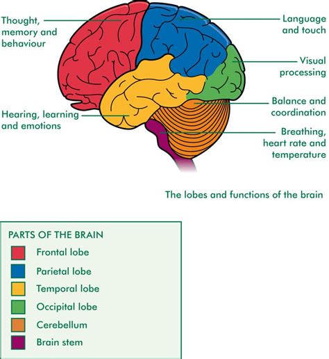 Brain Diagram With Functions Nervous System Structure Sexiz Pix