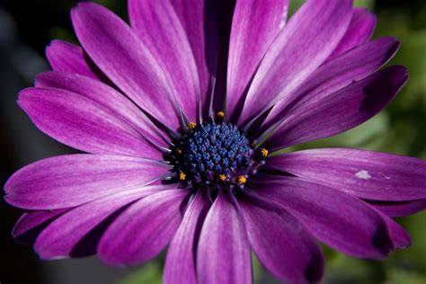 Purple African Daisy By Robert Torkomian Hanging Flower Baskets