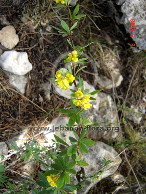 Lebanon Flora