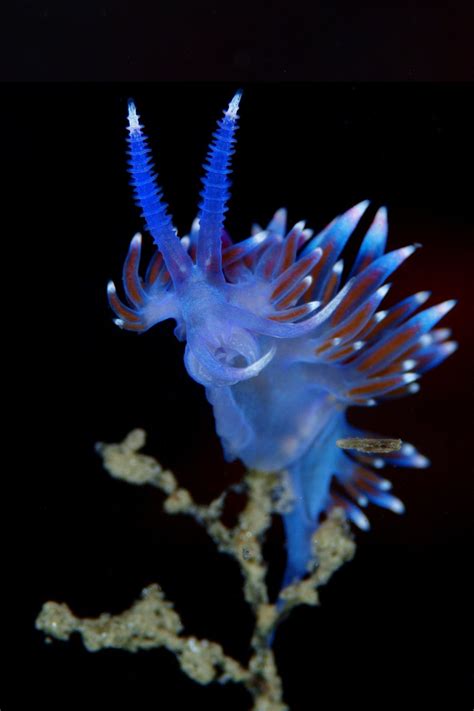 Stunning Photos Of Tropical Sea Creatures Will Make You Rethink How You