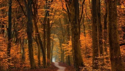 Wallpaper Sunlight Trees Landscape Fall Leaves Nature Road