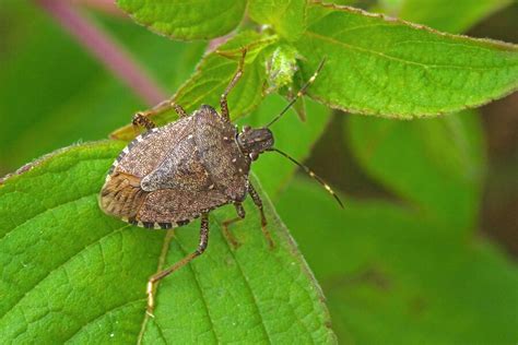 Stink Bugs Come To Ohio Varment Guard Wildlife Services