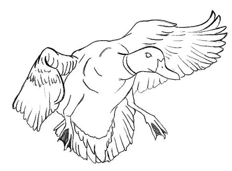 Download Mallard Duck Near To Landing Coloring Pages : Color Luna