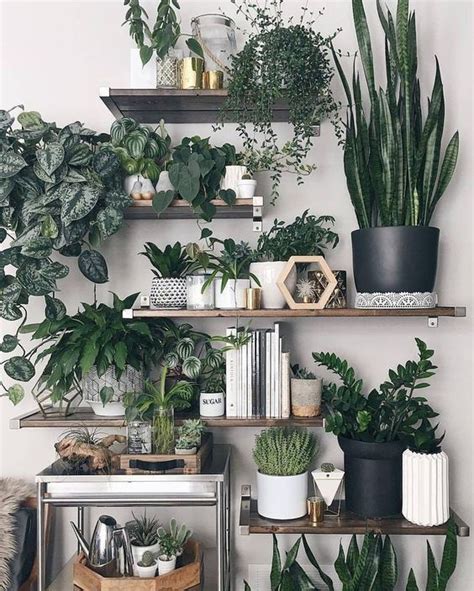 22 Office Plants No Sunlight To Give Fresh Touch In Your Room Plants