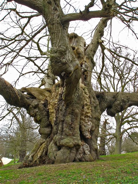 chestnut-tree-over-700-yrs-old-with-a-girth-measurement-of