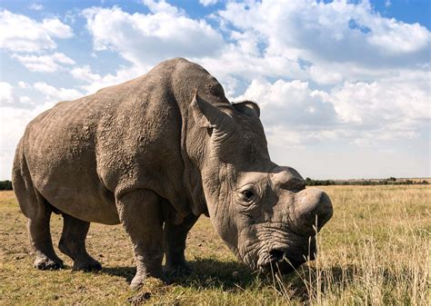 Rhinoceros Horn Habitat And Facts Britannica