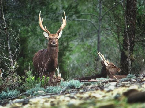 Rising Sika Deer Populations Linked To Bovine Tb Infections Laptrinhx