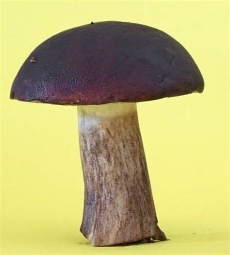 Again Another Photo Of The Delicious Mushroom Boletus Edulis This