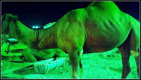 Просмотров 83 тыс.4 месяца назад. Pictures of Camel Mandi 2015 Eid-ul-Azha - Shehar-e ...