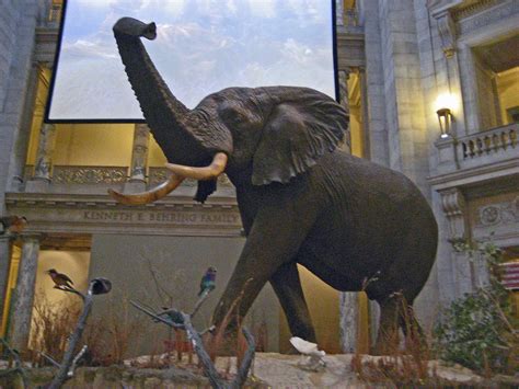 Smithsonian Institution Natural History Museum Rotunda W Flickr