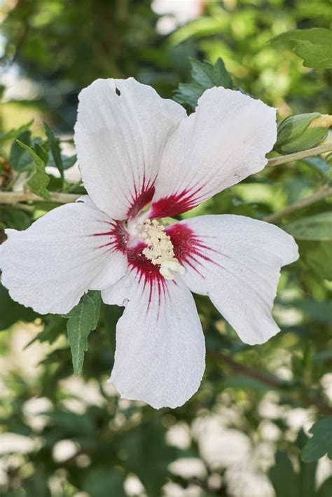 White Flower Of Hibiscus Syriacus Stock Photo Image Of Botany Bloom