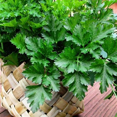 Italian Parsley seeds | The Seed Collection