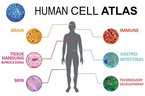 Human Cell Atlas A 3d Map Of All The Cells In The Human Body