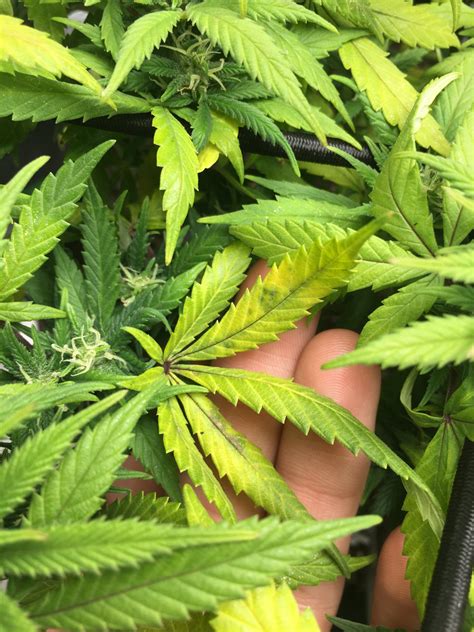 Please Help Yellowing Plant Week 3 Of Flower THCFarmer Cannabis