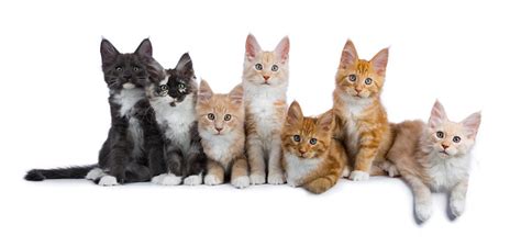 Our maine coon kittens live in: Row Of Seven Maine Coon Cats Kittens Looking At Camera ...
