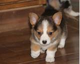 Book an appointment to meet adoptable dogs. PEMBROKE WELSH CORGI PUPPIES INDIANAPOLIS For sale ...