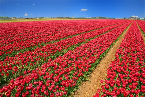 Hd Wallpaper Red Tulip Flower Garden Tulip Field Tulips Holland