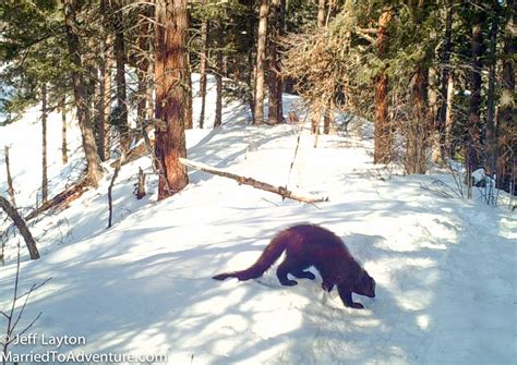 Rare Fisher Sighting! – Married To Adventure