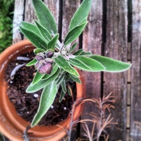 Take a tip that was cut from an outdoor plant to start an indoor sage plant. #Sage #Herb #Garden | Planting succulents, Herbs indoors, Herb garden
