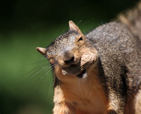 Selective Photo Of Brown Squirrel With Peanut On Mount Hd Wallpaper