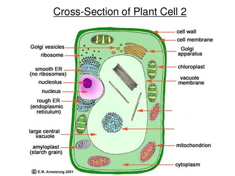 Cross Section Of Labeled Plant And Animal Cell