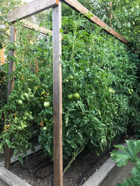 Our Tomato Trellis That I Designed For 2017 Was Our Best Yet