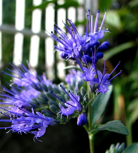 Che ha il colore dell'indaco. L'orto dei colori: Caryopteris e Aster i fiori blu dell'autunno