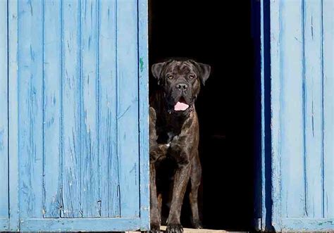 Can A Cane Corso Live Inside Or Outside Or In An Apartment