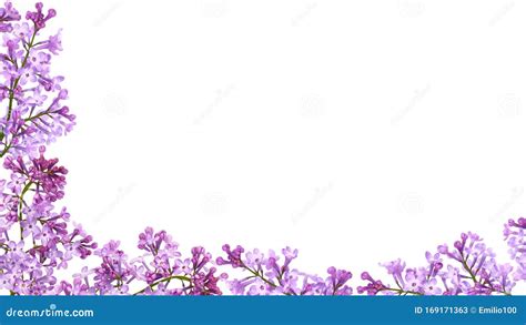 Purple Lilac Flower Frame Isolated On White Background Stock Image