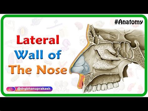 Lateral Wall Of The Nasal Cavity Anatomy And Diagrams 40 Off