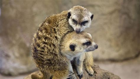Zoo Boise animals deal with cancer, other old-age diseases | Idaho