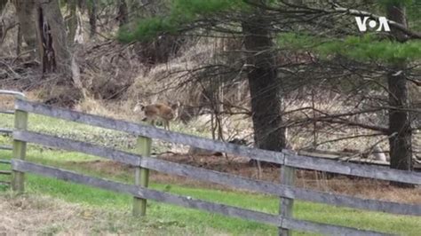 Large Numbers Of White Tailed Deer In Us Getting Infected With Novel