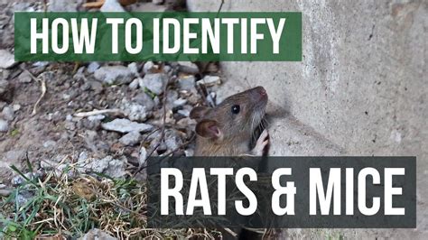 The Differences Between Rats And Mice Rats Vs Mice Youtube