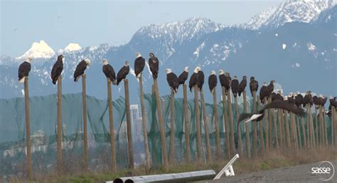 Video Shows Huge Gathering Of Bald Eagles At Vancouver Landfill North