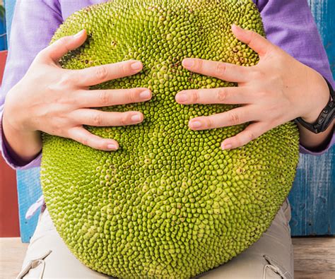 What Is Jackfruit And How To Eat It Openfit